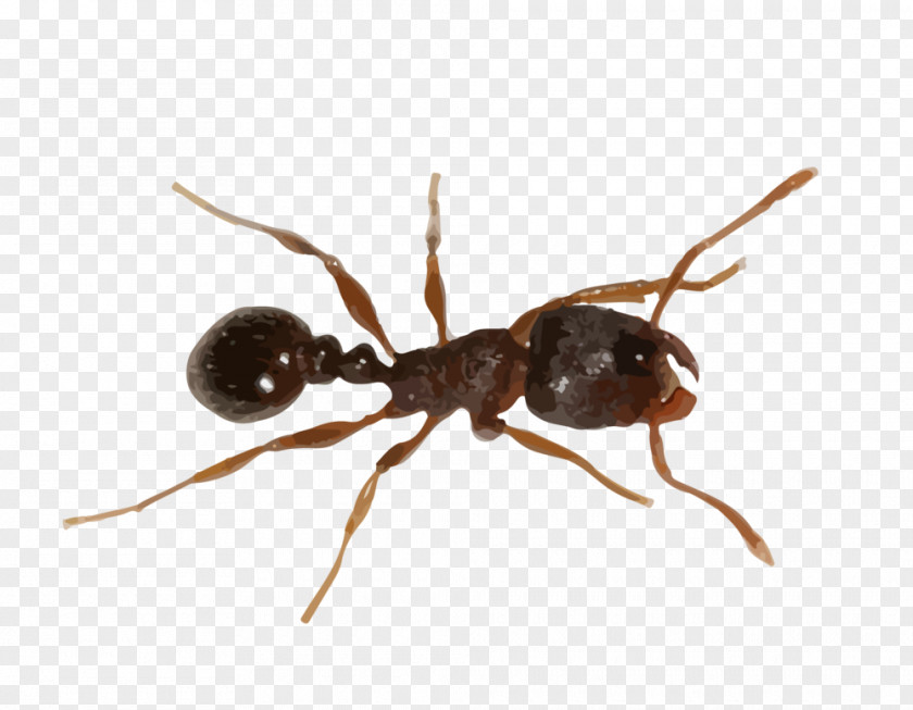 Insect Ant Colony Image Pachycondyla Javana PNG
