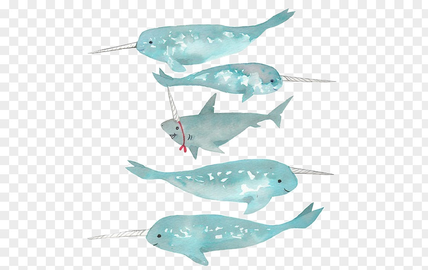 Shark Narwhal Watercolor Painting Drawing Whale PNG
