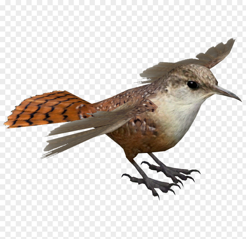 Bird Canyon Wren Colorado Plateau Zoo Tycoon 2 Cat PNG