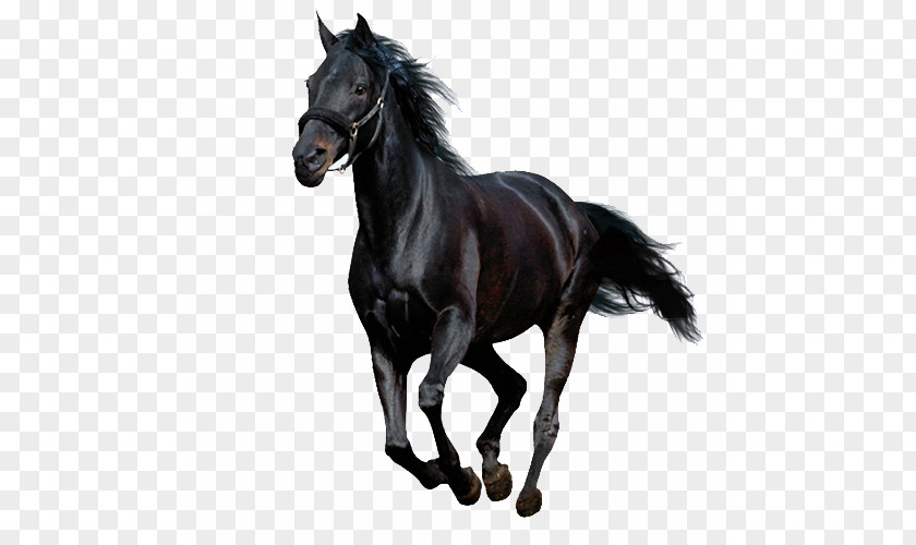 Running Horse PNG