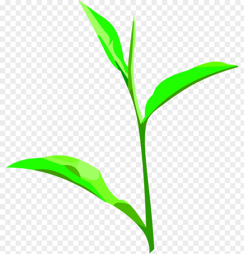 Wau Clip Art Leaf Plant Stem Commodity Grasses PNG