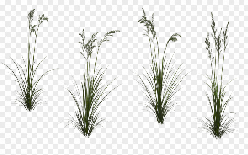 Wheat,Grass Autodesk 3ds Max Texture Mapping Clip Art PNG