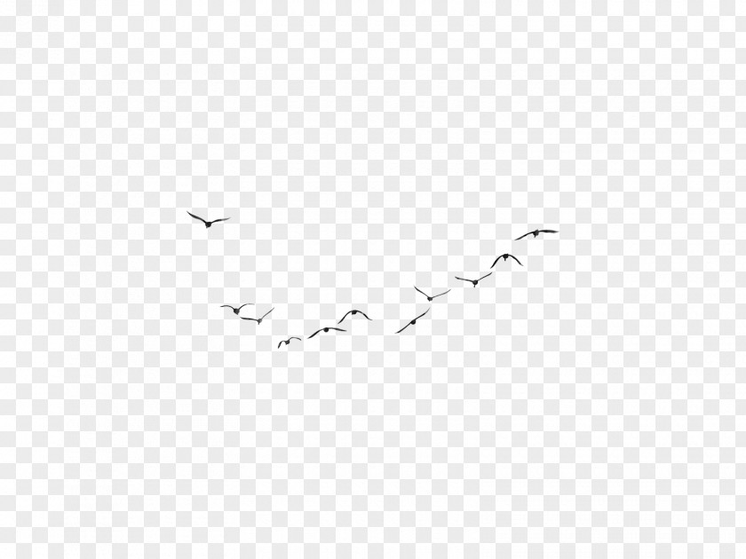 Zhongjing Tree Bird Migration Wing Flock White PNG