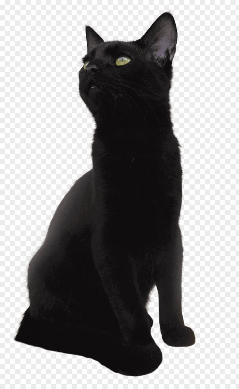 Black Panther American Shorthair European British Bombay Cat Munchkin PNG
