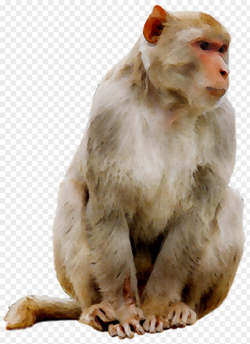 Macaque Cat Old World Monkeys YouTube PNG