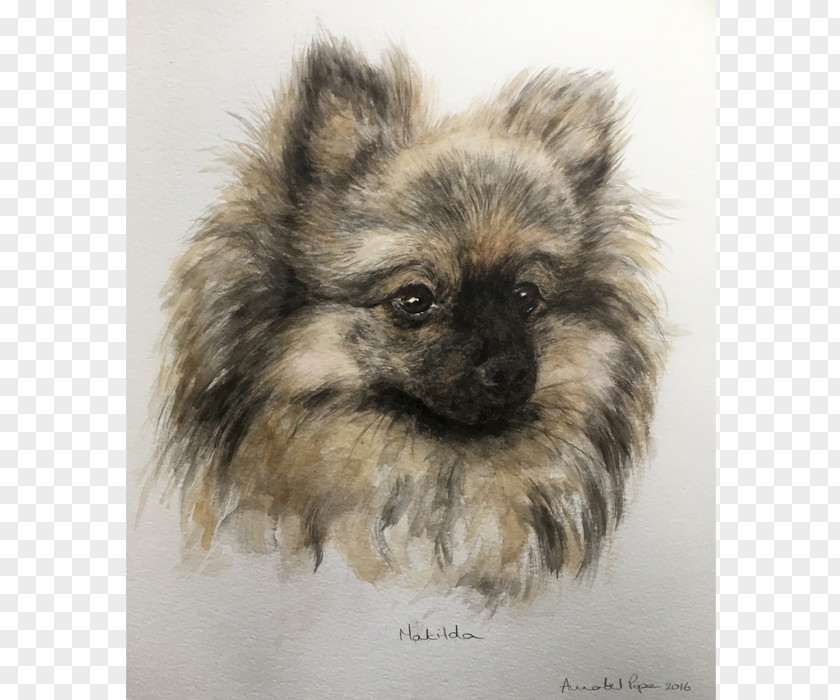 Norfolk Terrier German Spitz Klein Mittel Keeshond Pomeranian Volpino PNG