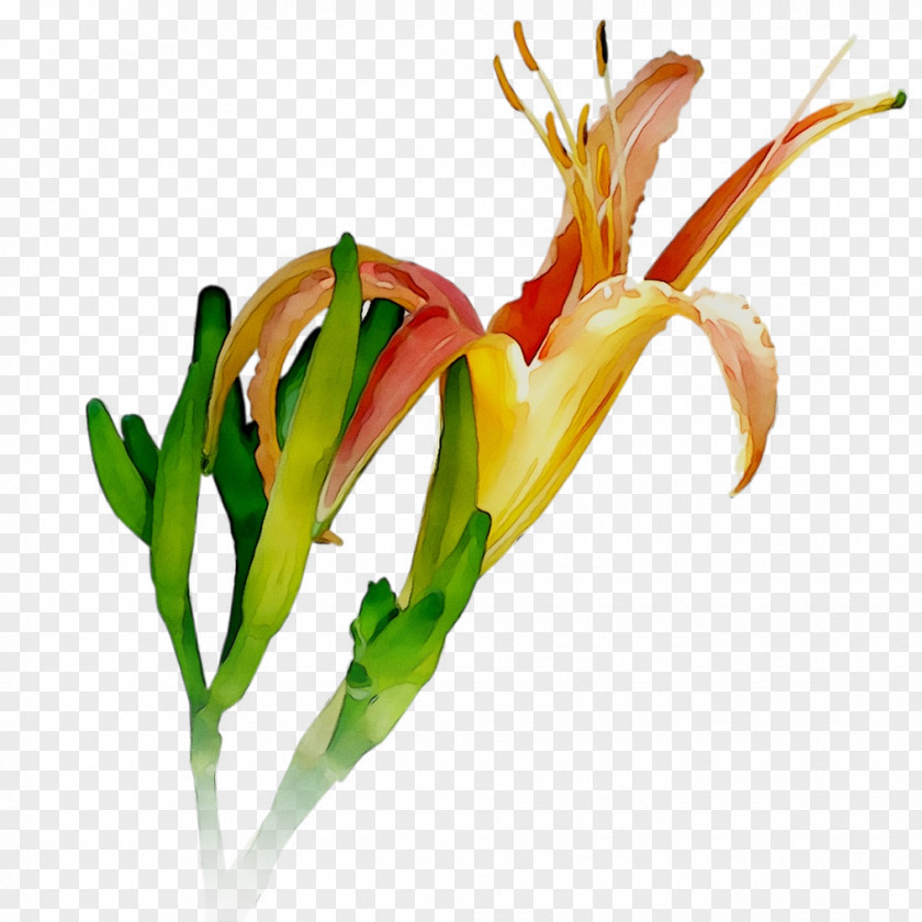 Petal Cut Flowers Plant Stem Plants PNG