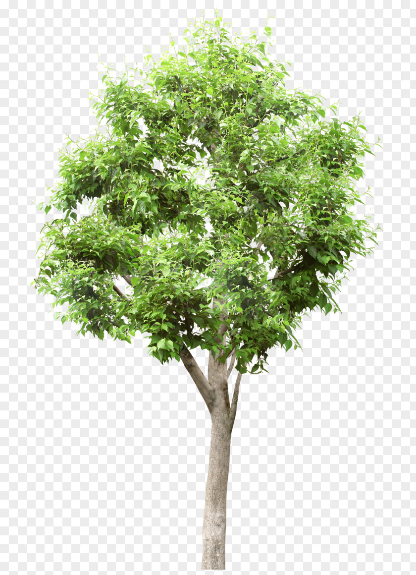 Vigor Green Trees Pictures Tree Stock Photography Populus Alba Lindens PNG