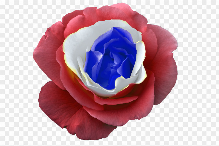 France Garden Roses Blue Rose PNG