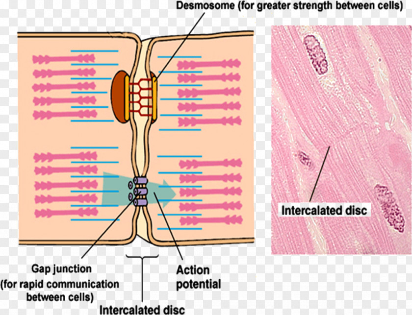 Length Contraction Intercalated Disc Gap Junction Cell Neuromuscular Anatomy PNG