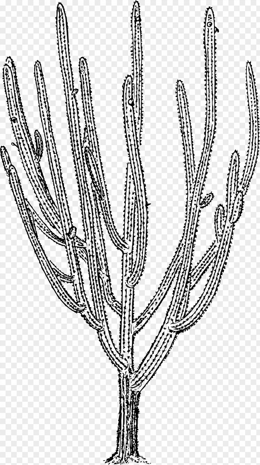Plant Cactaceae Pilosocereus Royenii Twig PNG