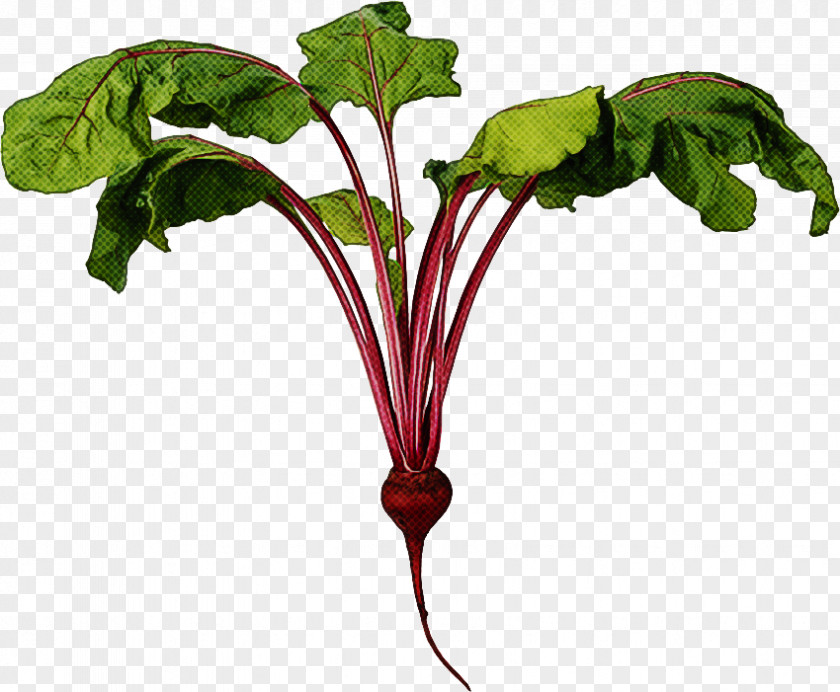 Radish Beet Greens Flower Plant Beetroot Leaf PNG