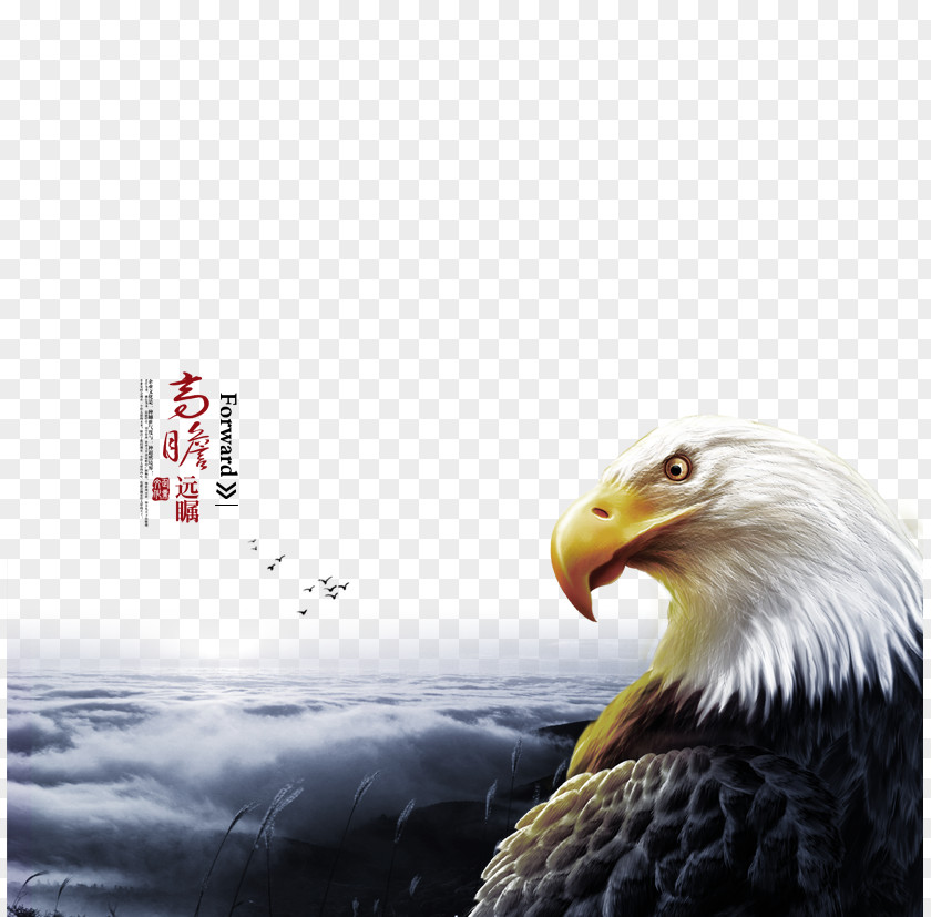 Show Great Foresight Bald Eagle High-definition Television 3D Film Wallpaper PNG
