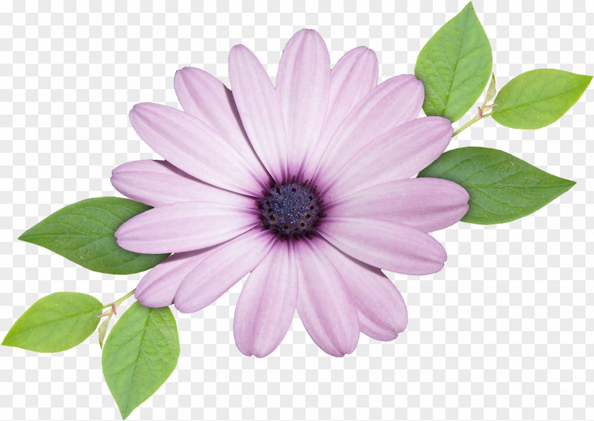 Blue Eye Daisy Leaf Chrysanthemum PNG