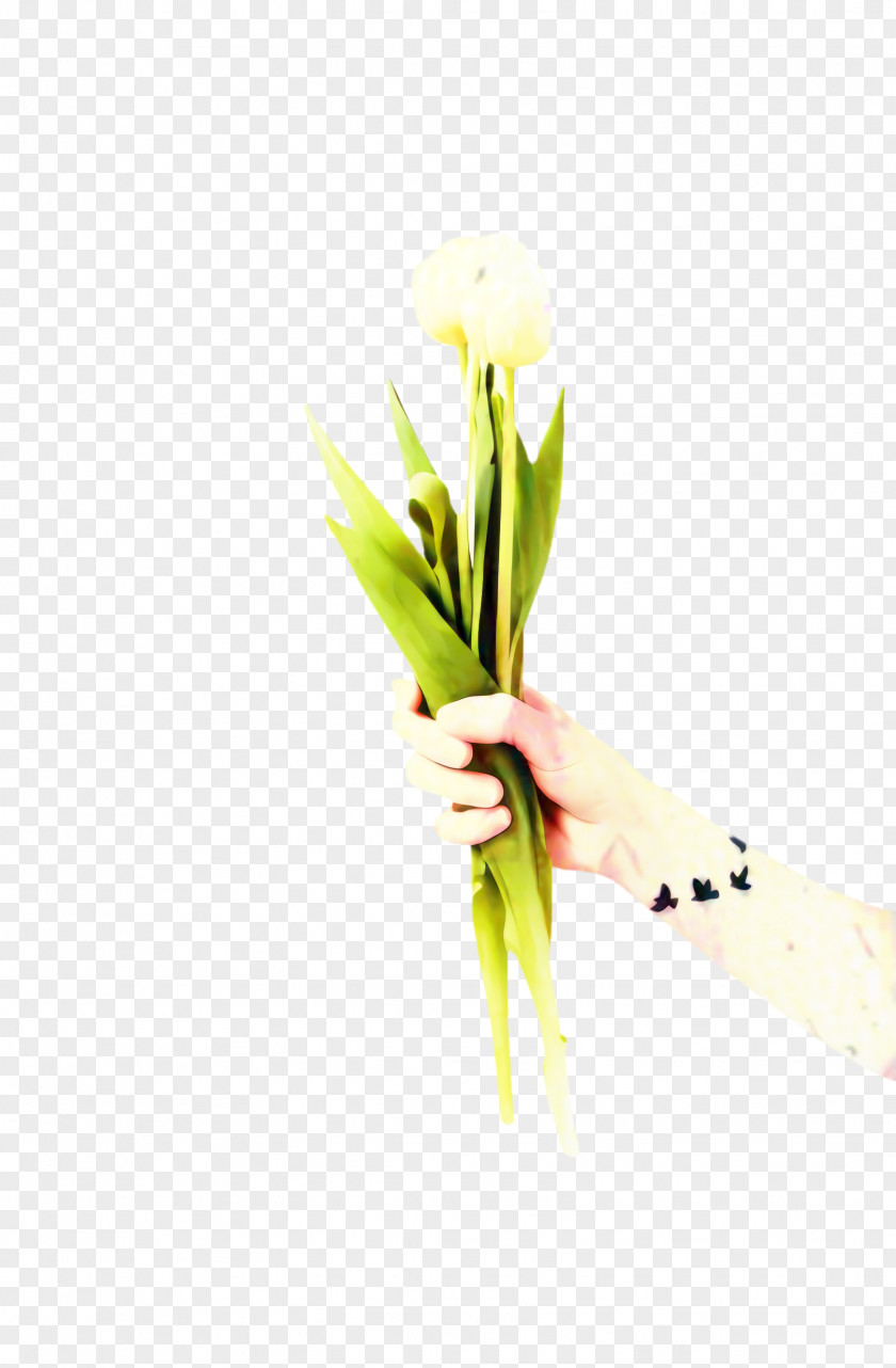 Bouquet Amaryllis Belladonna Flowers Background PNG