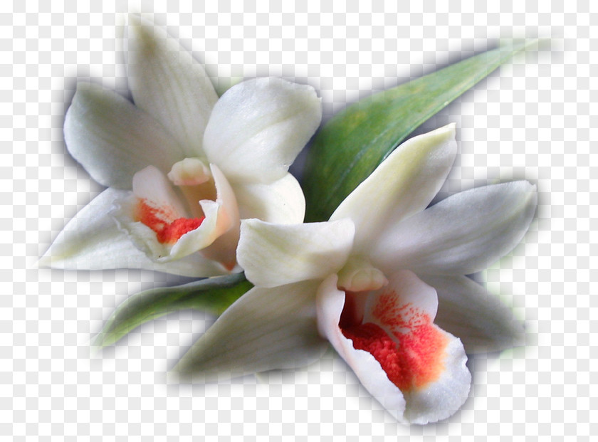 Flower Blog Clip Art PNG
