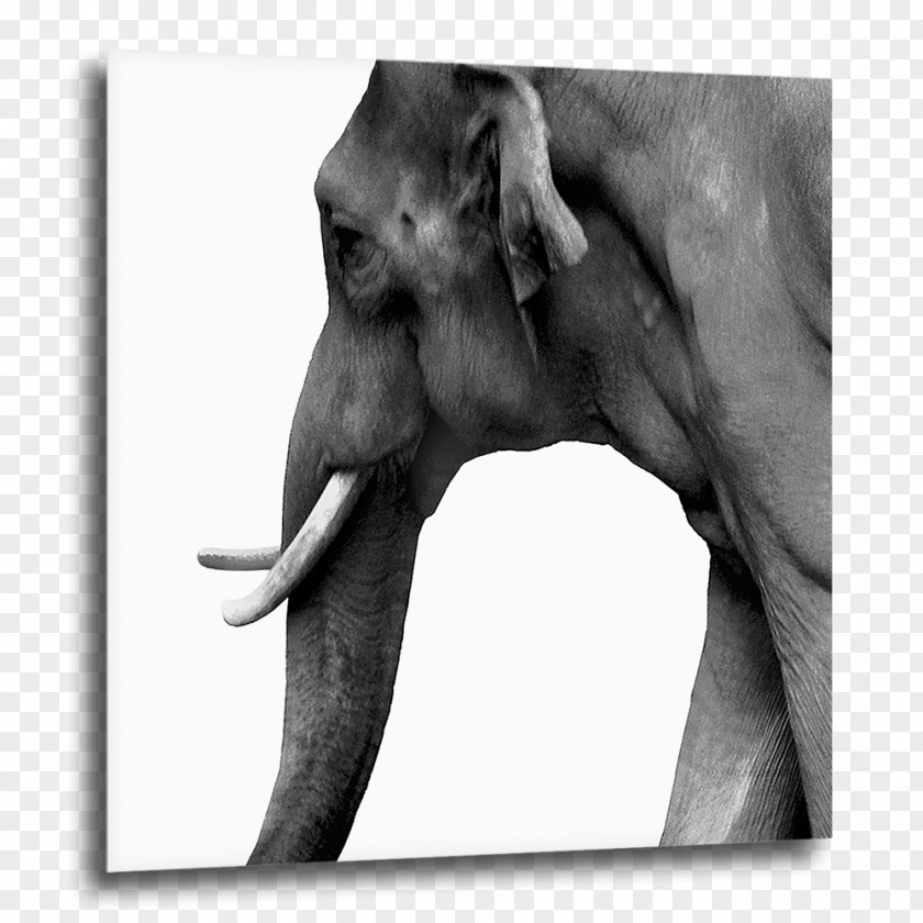 Magnetism Indian Elephant African COGNOSCO Fotokunst & Design Elephantidae Art PNG