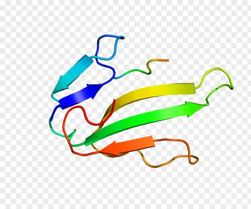 P Nicotinic Acetylcholine Receptor CHRNA1 Protein Subunit PNG
