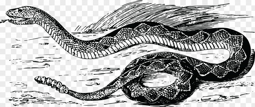 Snake Rattlesnake Vipers Clip Art PNG