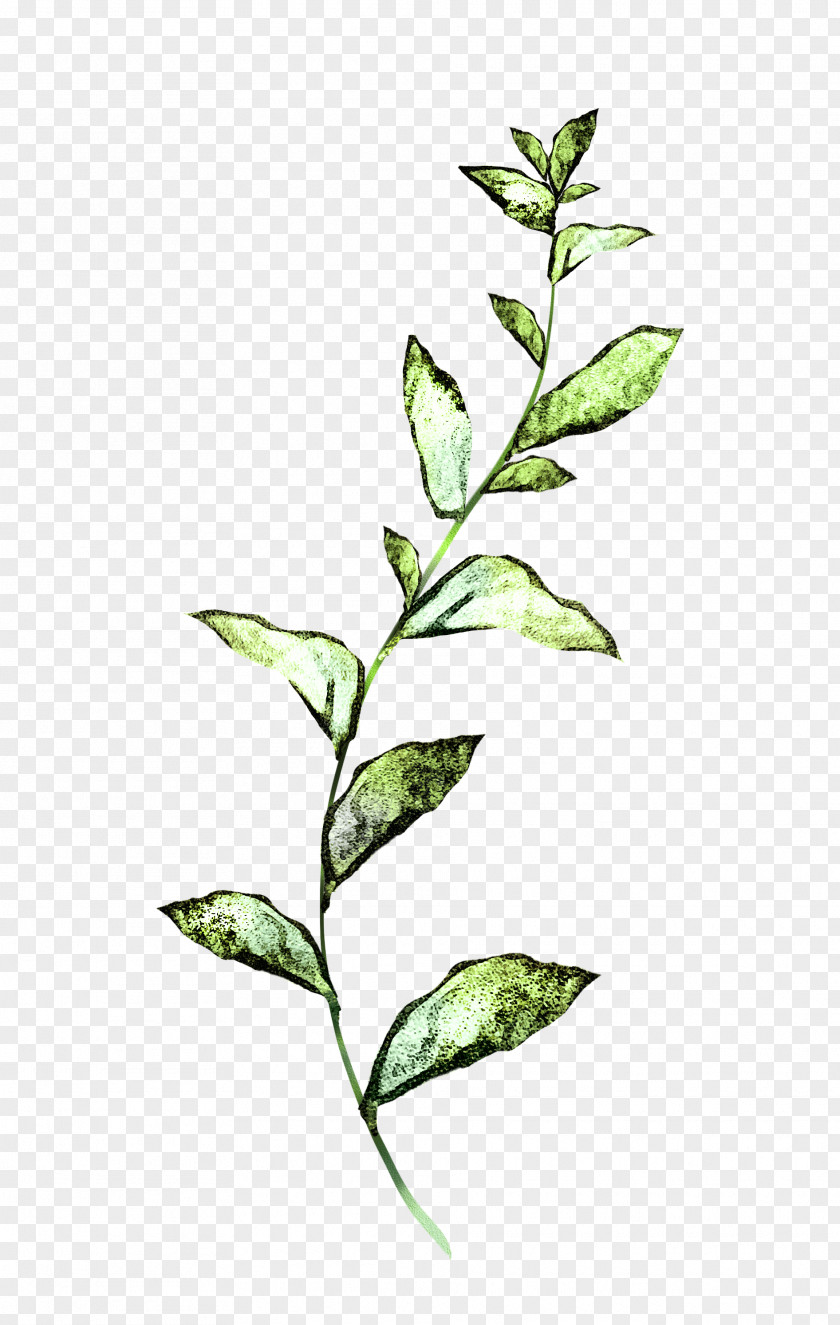 Twig Tree Plant Flower Leaf Stem PNG