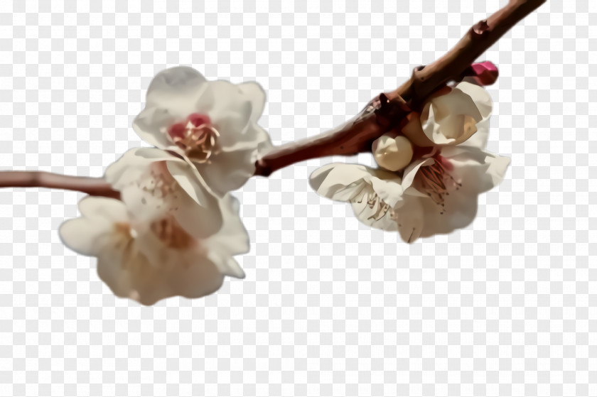 Bud Petal Cherry Blossom PNG