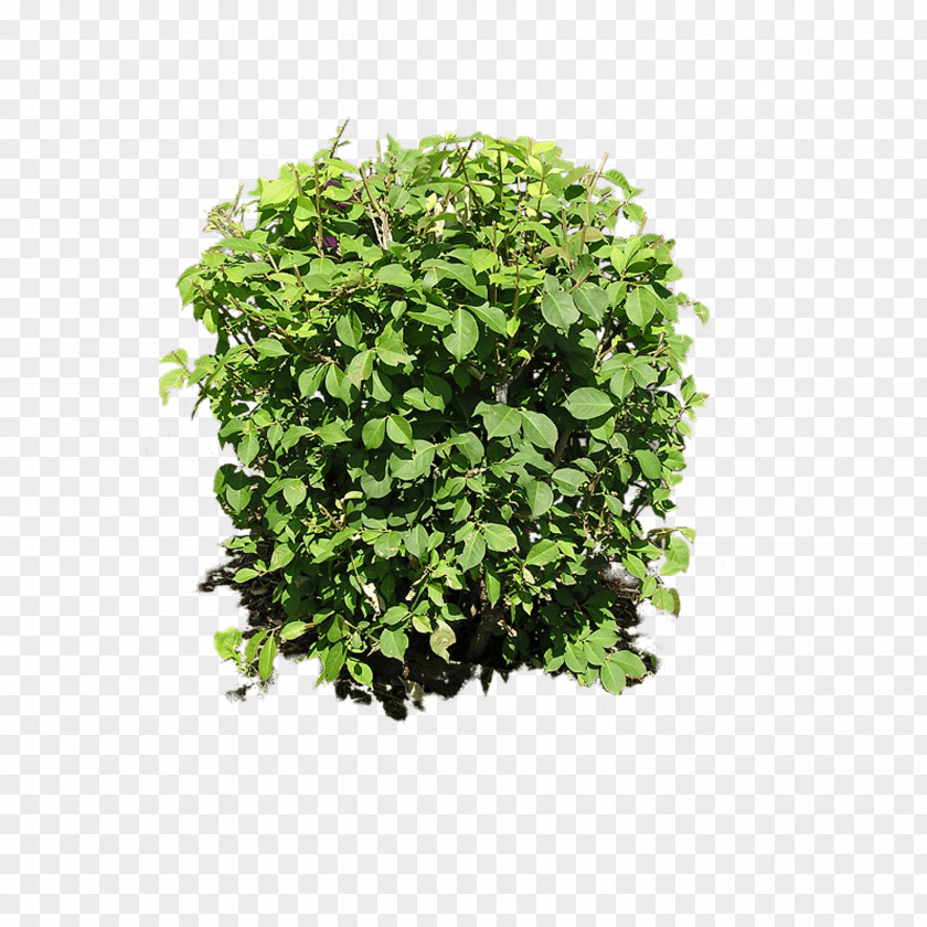 Bush Plant Image Shrub Clip Art PNG