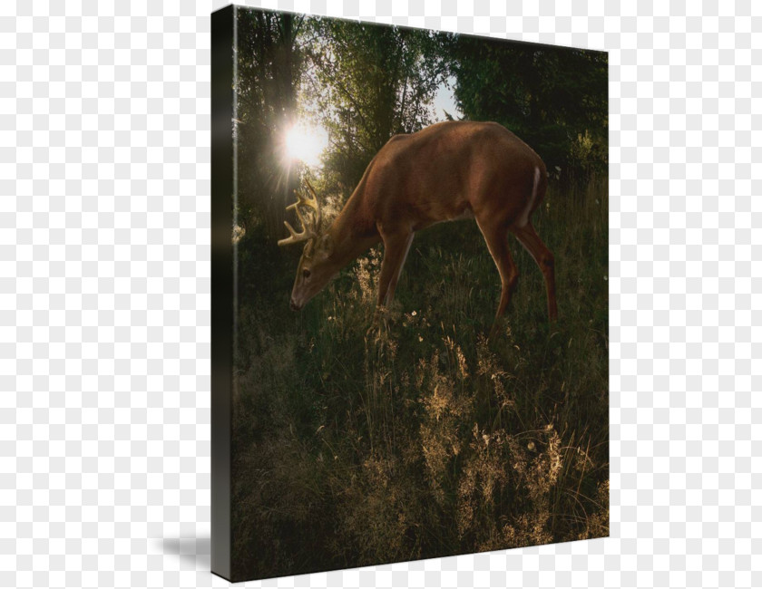 Deer Elk Antler Canvas Print Light PNG