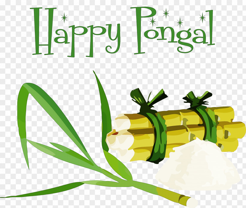 Pongal Thai Pongal Harvest Festival PNG