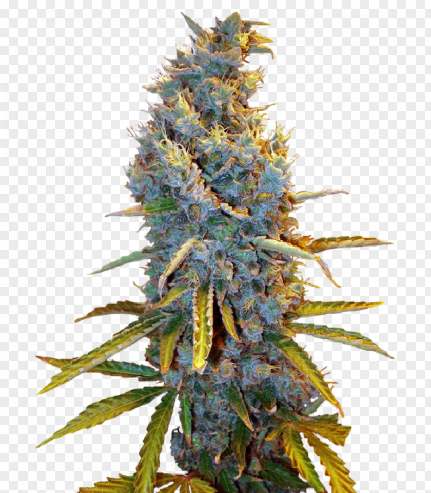 Seed Cultivar Всхожесть семян Hemp Conifer Cone PNG