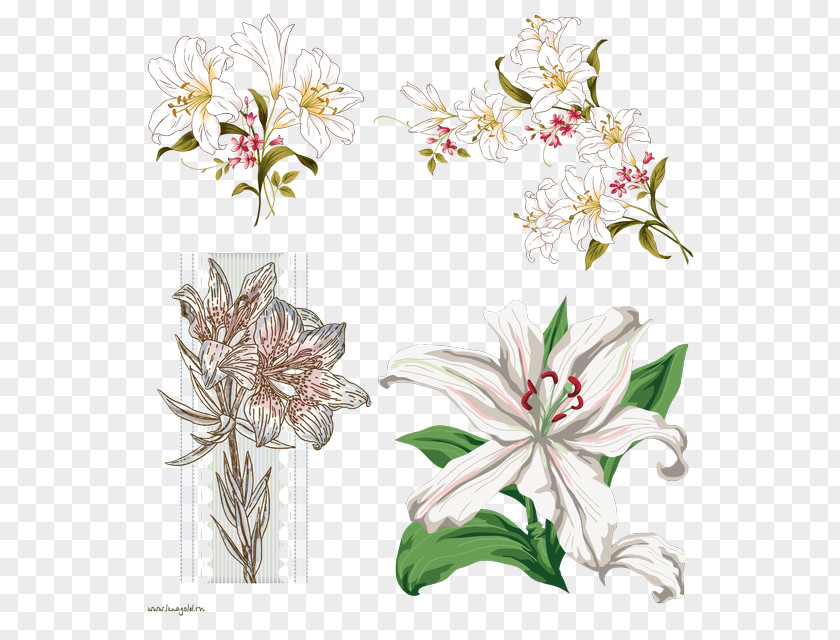 Dendrobium Crinum Easter Lily Background PNG