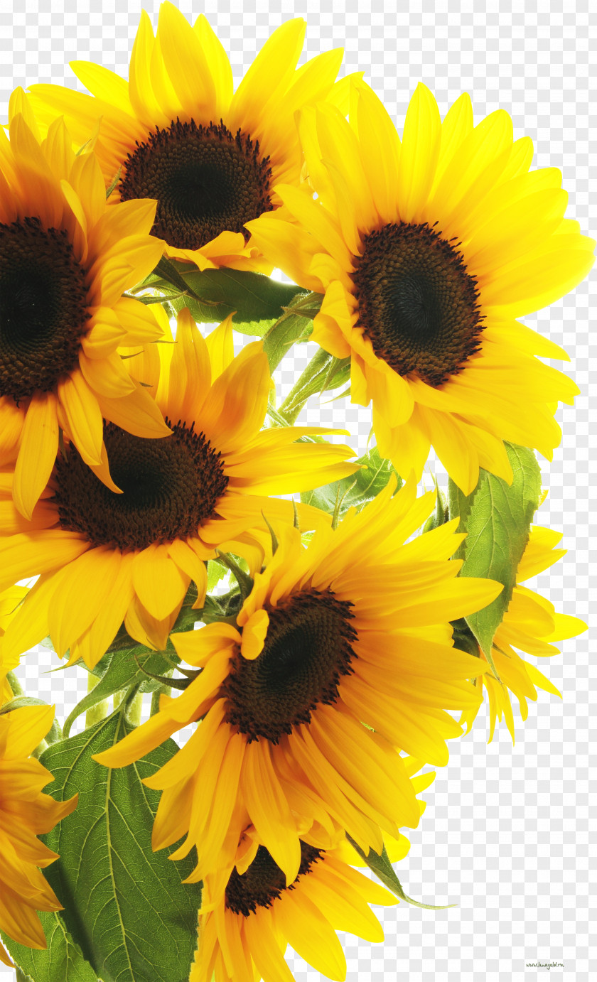 Flower Clip Art Photography Image Common Sunflower PNG