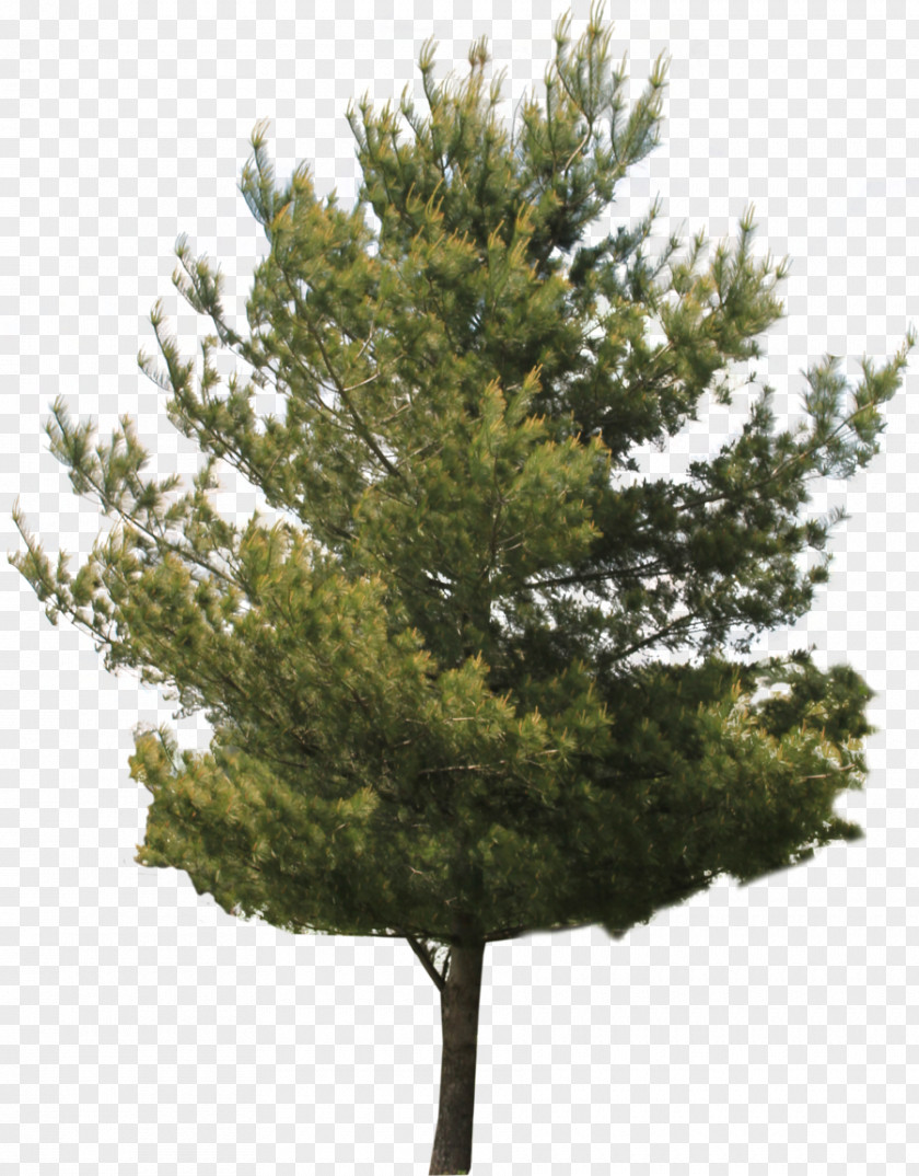 Pine Tree Red Maple Clip Art PNG