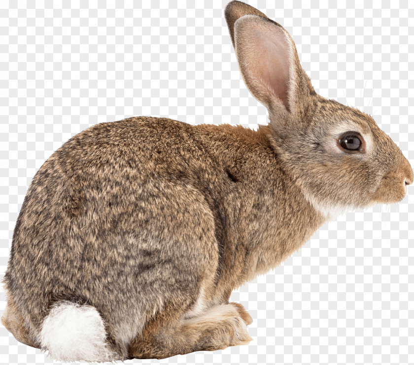 Rabbit Image Flemish Giant Easter Bunny Californian Angora Hare PNG