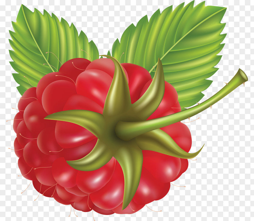 Raspberry Clip Art PNG