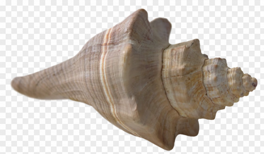 Seashell Beach Mollusc Shell Conch PNG