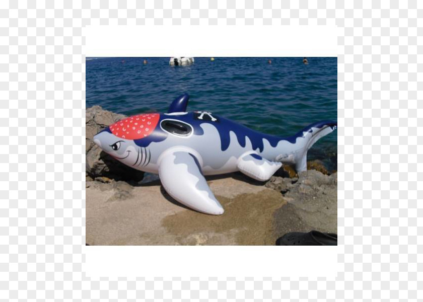 Shark Porpoise Cetacea Inflatable Dolphin PNG