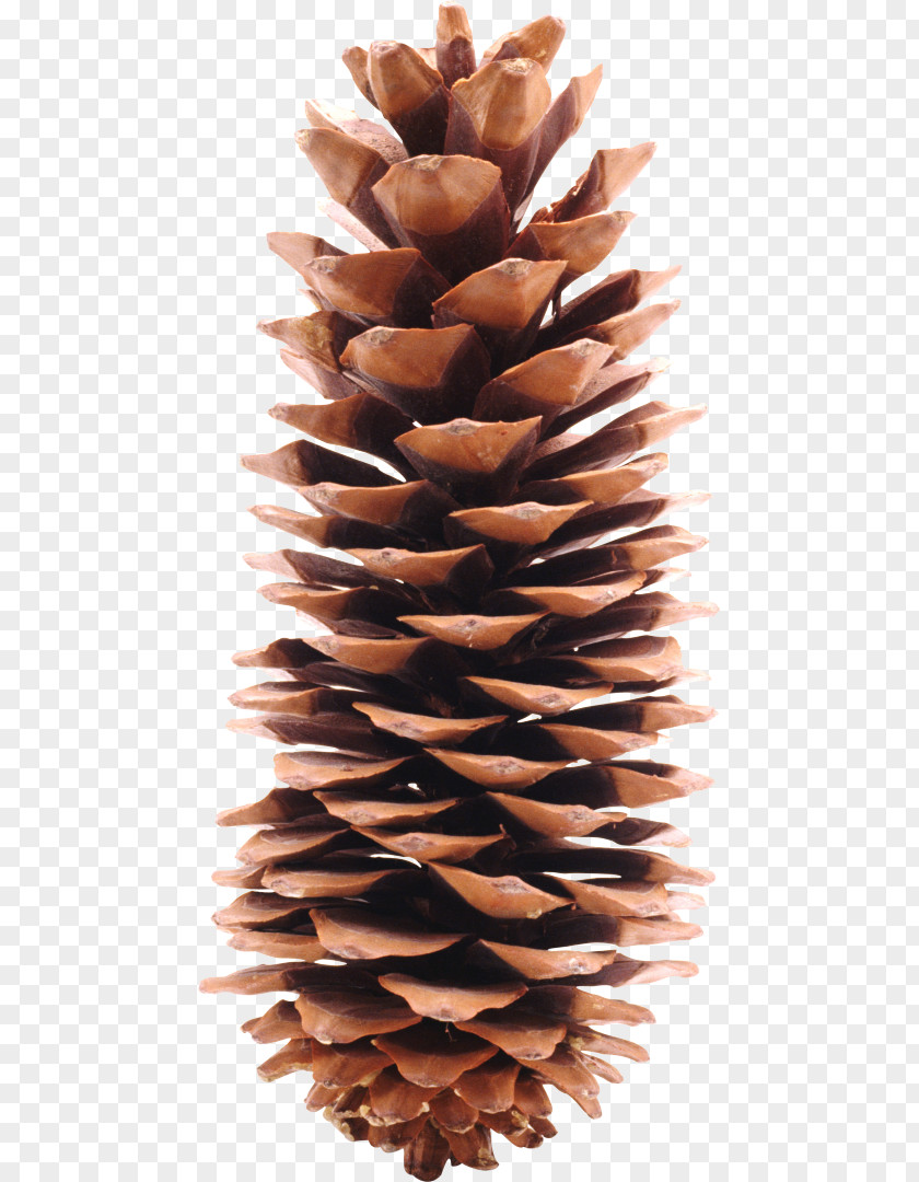 California Foothill Pine Conifer Cone Conifers Strobilus PNG