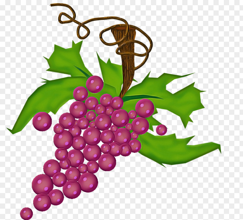 Grape Seedless Fruit Grapevine Family Leaves Leaf PNG