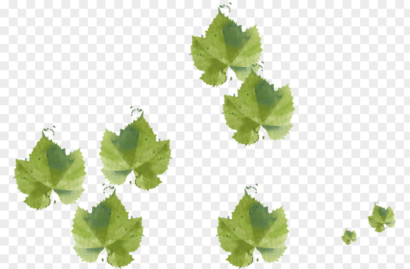 Leaf Grape Leaves Image PNG