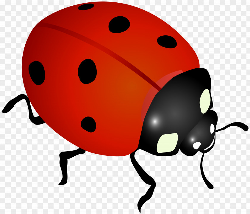 Leaves And Ladybugs Ladybird Desktop Wallpaper Clip Art PNG