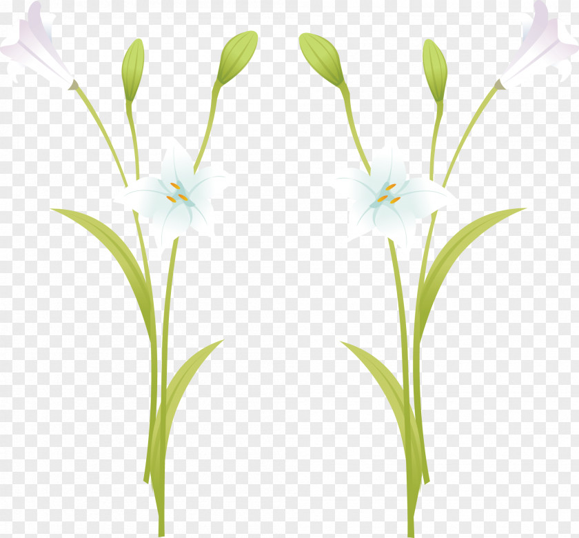 Lily White In Full Bloom Vector Lilium Euclidean PNG