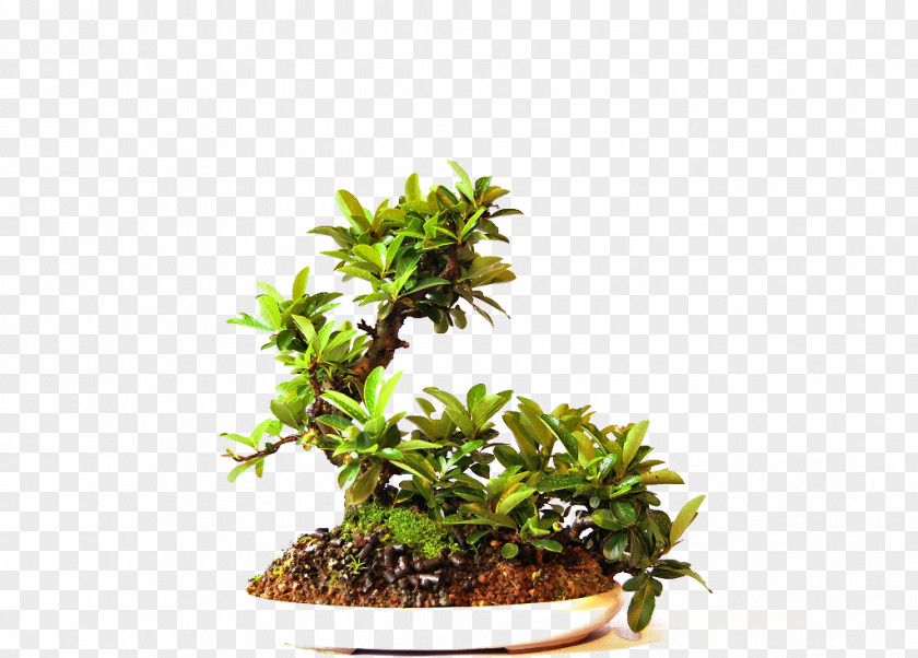 Bonsai Garden Tree Online Shopping Flowerpot Cantabria PNG
