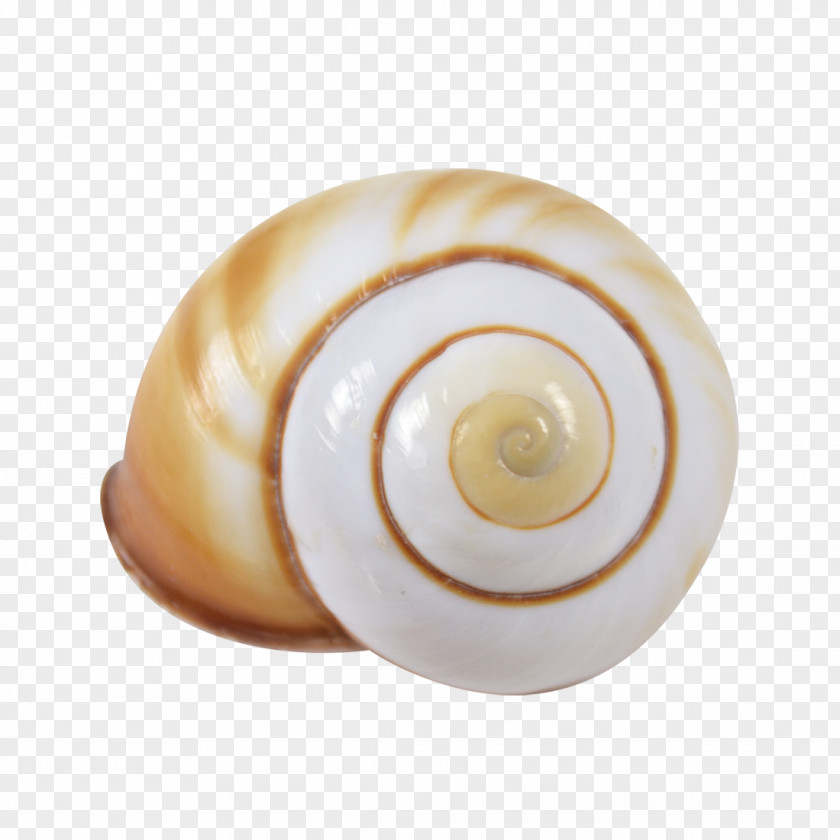 Conch Seashell Body Jewellery Human Facebook PNG