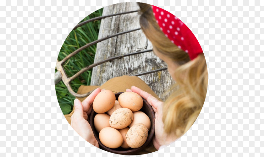 Egg Chicken Royalty-free Stock Photography PNG