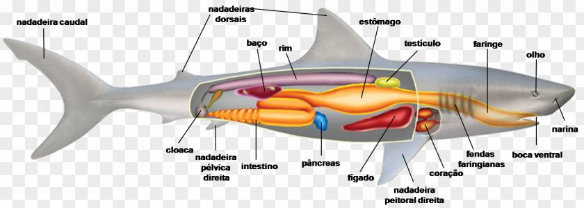 Fish Cartilaginous Fishes Shark Cartilage Bone PNG