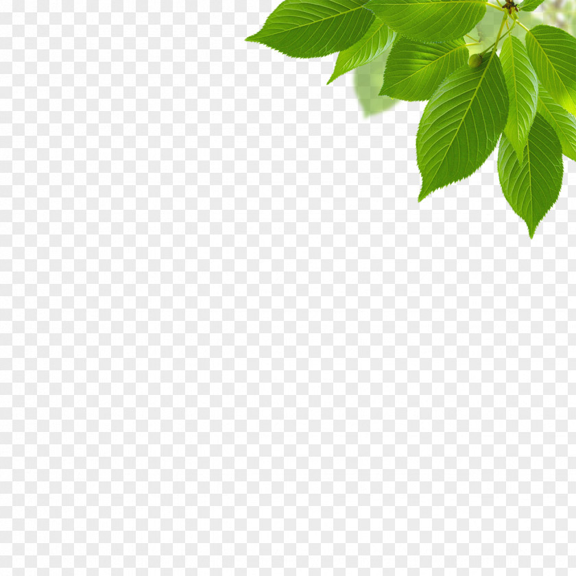 Green Leaves Light PNG