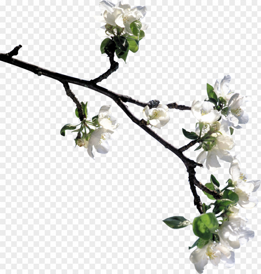 Jasmin Flower Lilium Tree Clip Art PNG