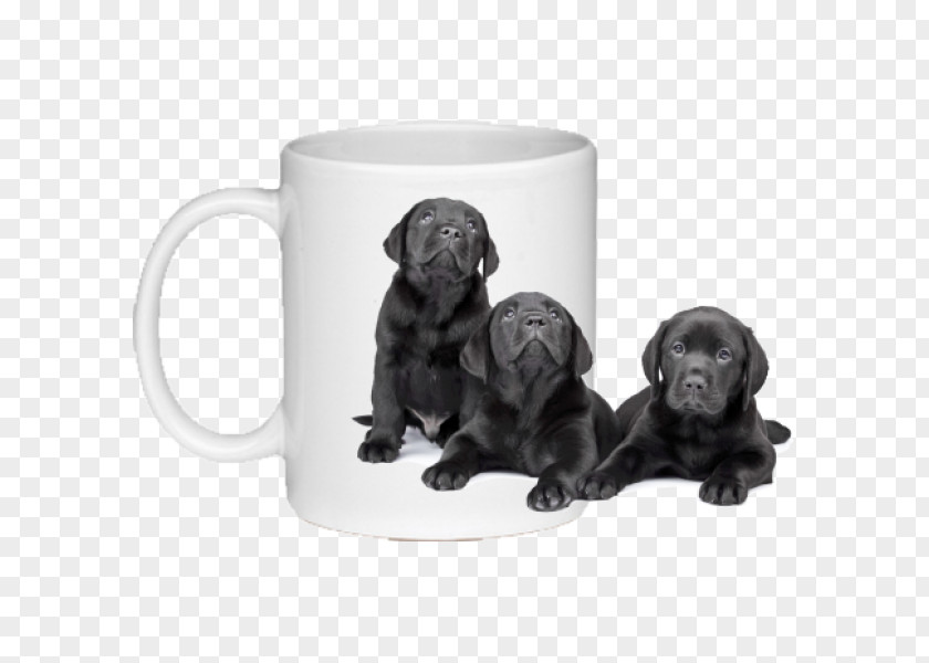 Puppy Labrador Retriever Flat-Coated Dog Breed PNG