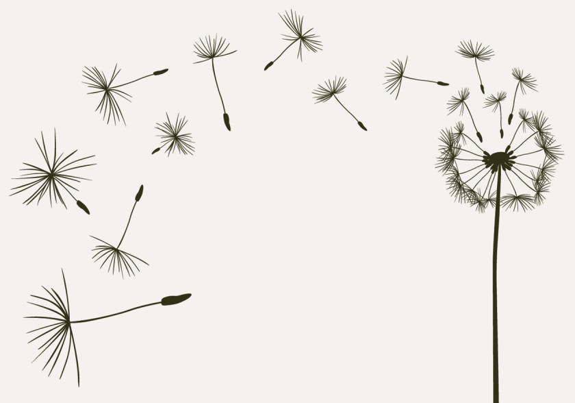 Dandelion Photography Drawing Royalty-free PNG