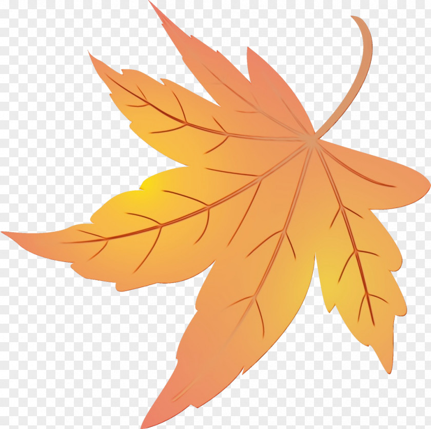 Deciduous Maple Leaf PNG